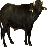 Dairy Breeders & Cattle Sellers.com